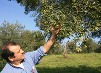 Aldo Parent